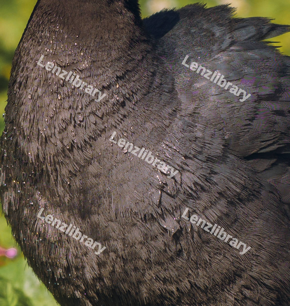 A Close Up Of A Eurasian Coot